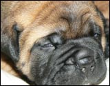Puppies 1-3 weeks - Pennut 1-3 viikkoa
